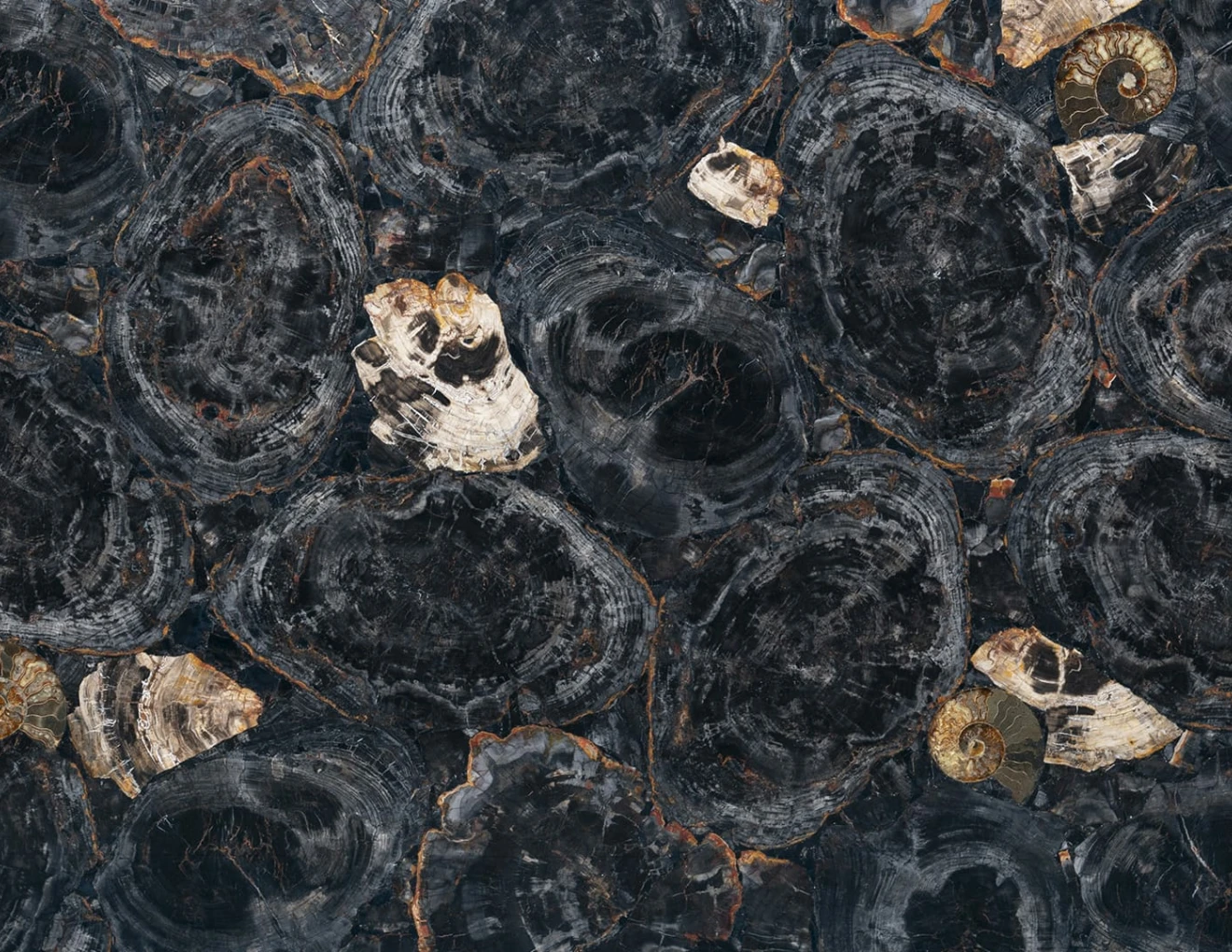 Halbedelsteinen Black Petrified Wood