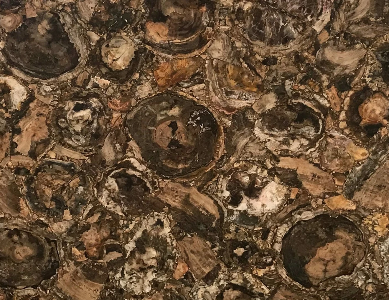 Halbedelsteinen Petrified wood brown