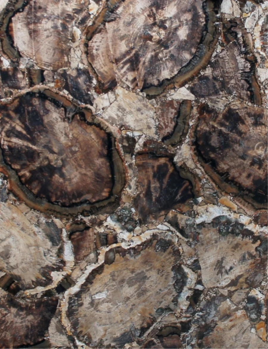 Halbedelsteinen Petrified wood white