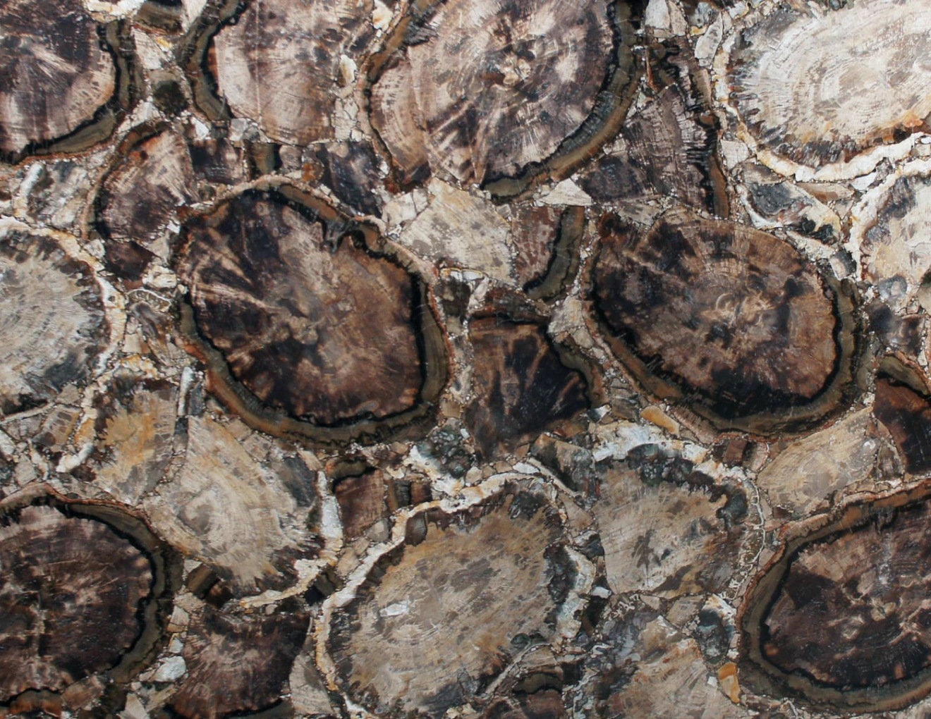 Halbedelsteinen Petrified wood white