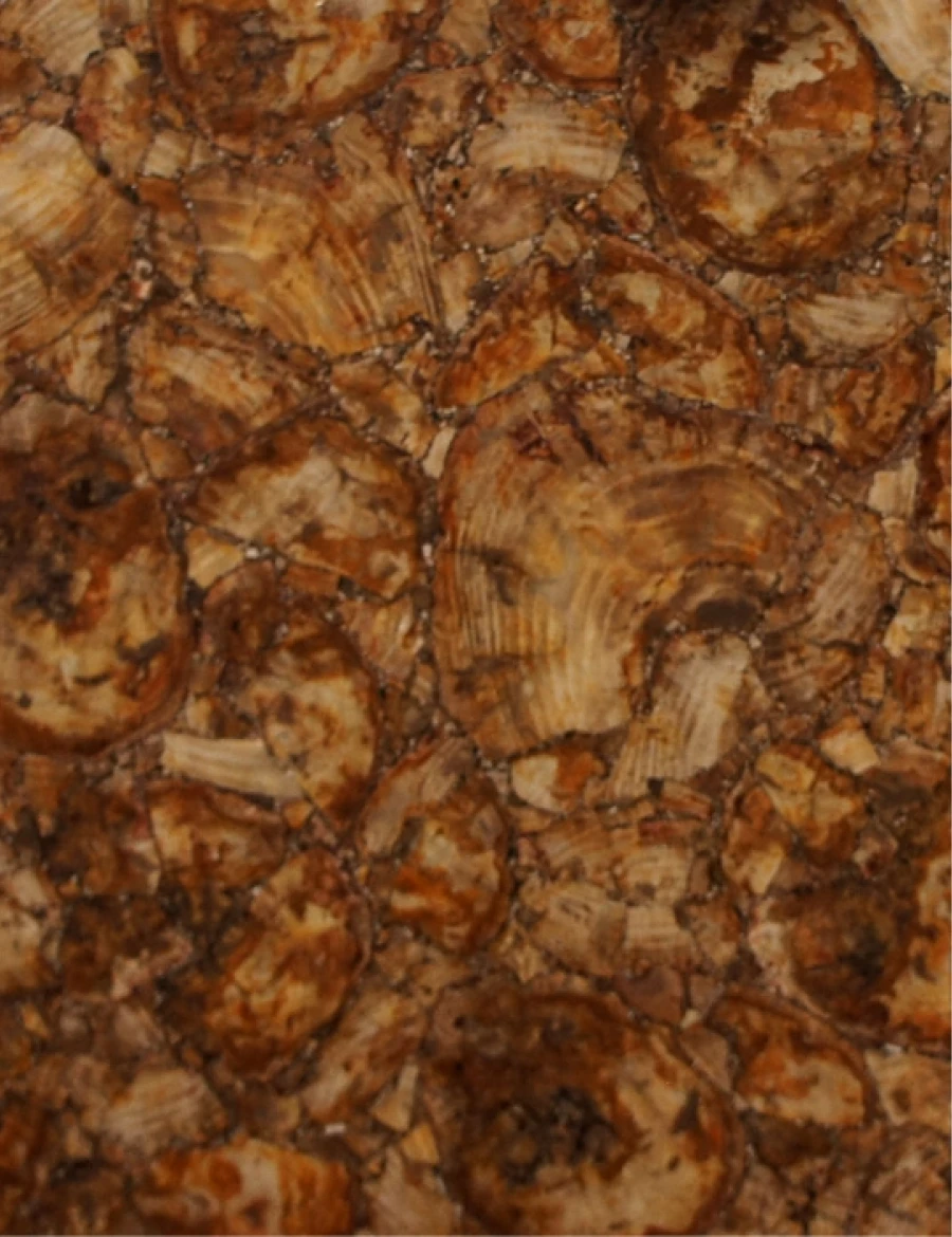 Halbedelsteinen Petrified wood yellow