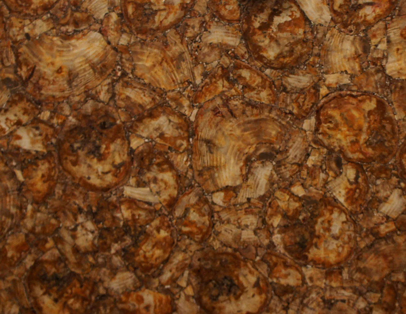 Semipreziosi Petrified wood yellow
